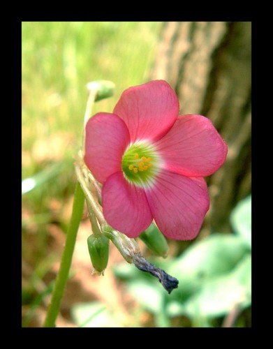 Wallpapers Nature Flowers Pink flower.