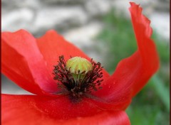 Wallpapers Nature Coquelicot