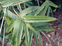 Fonds d'cran Nature BAMBOU