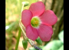 Wallpapers Nature Pink flower.