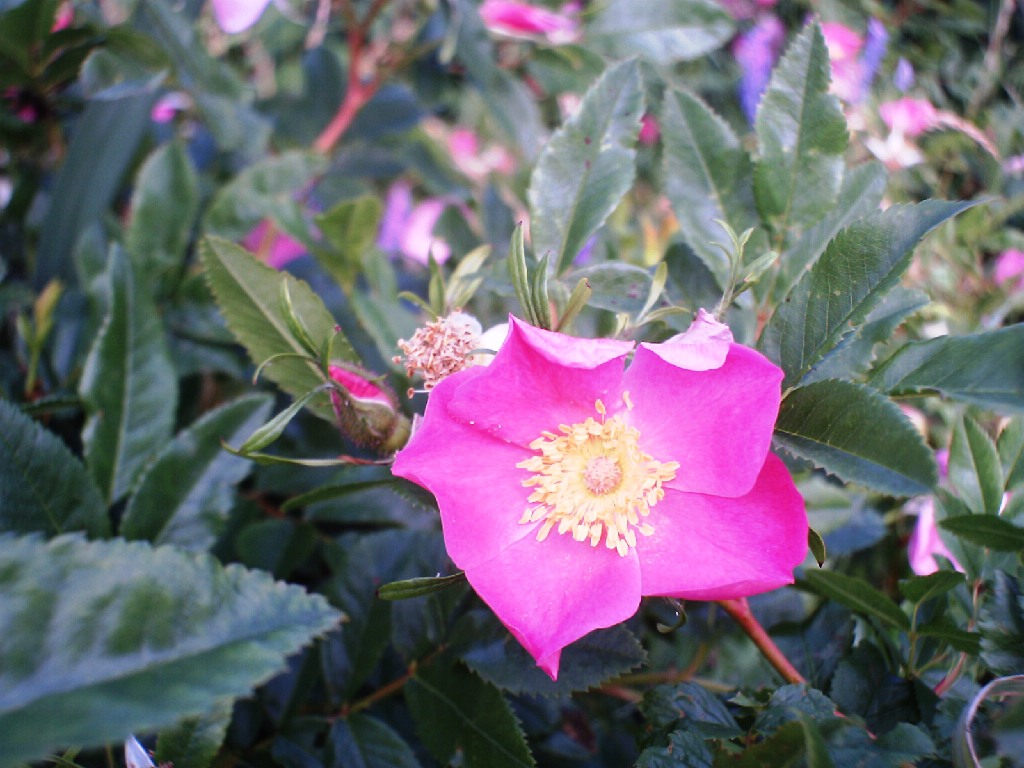 Fonds d'cran Nature Fleurs Rose Sauvage