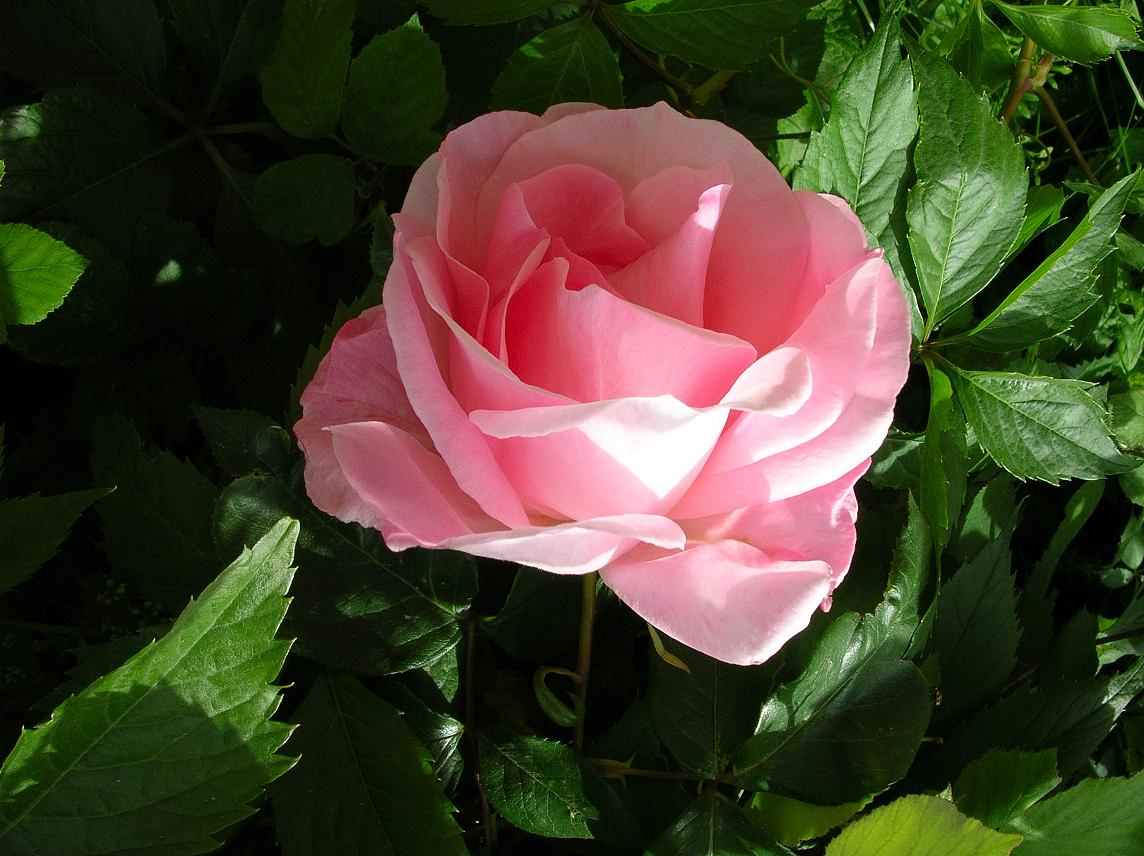 Fonds d'cran Nature Fleurs Rose