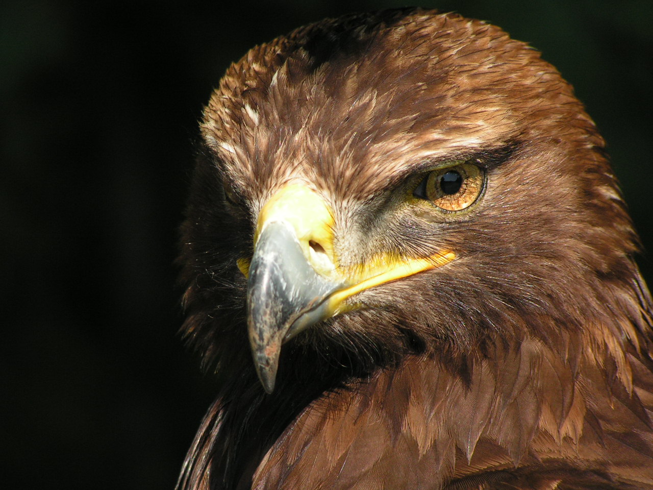 Fonds d'cran Animaux Oiseaux - Aigles aigle royal