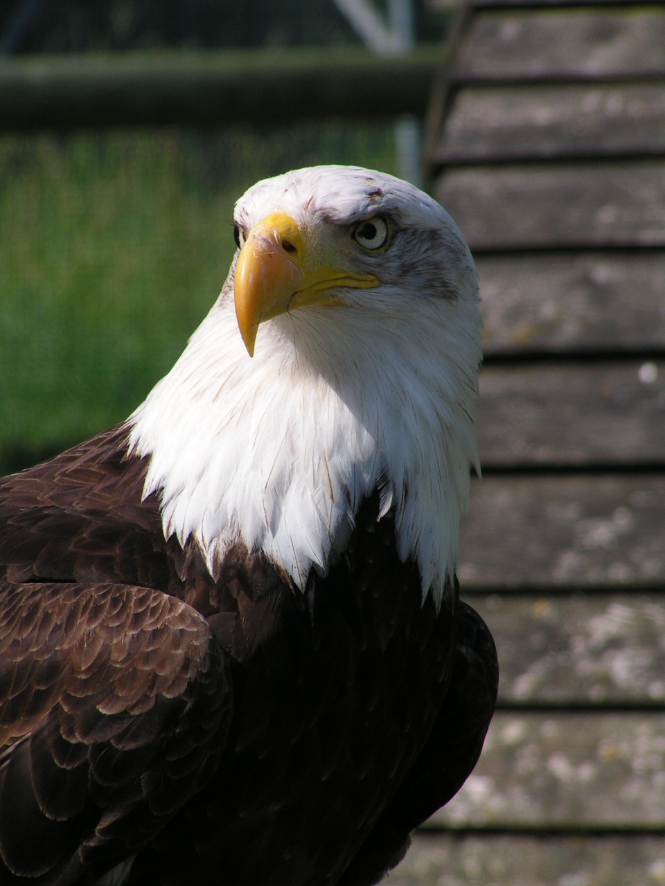 Fonds d'cran Animaux Oiseaux - Aigles Pygargue