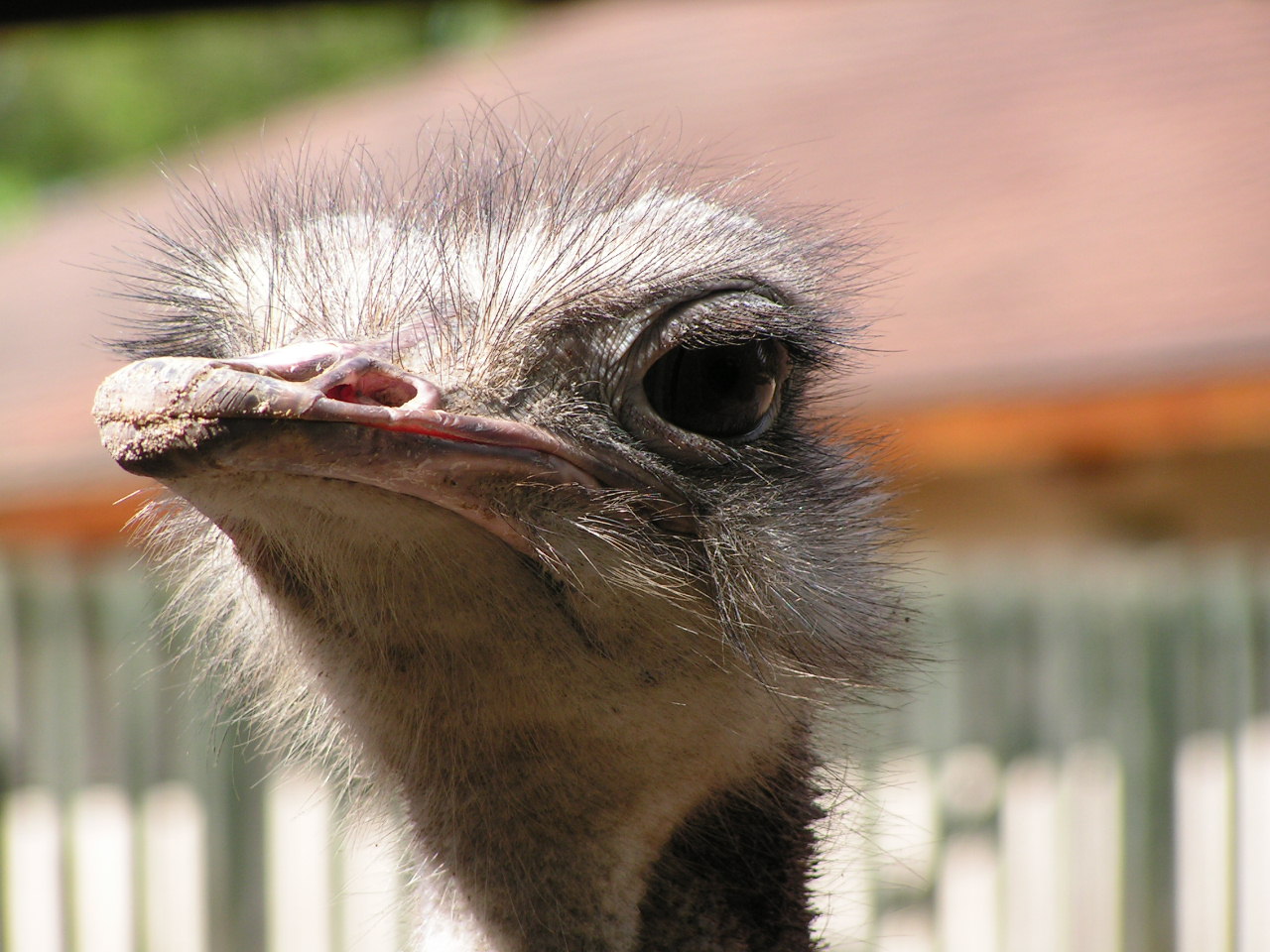 Fonds d'cran Animaux Oiseaux - Autruches et Emeus autruche