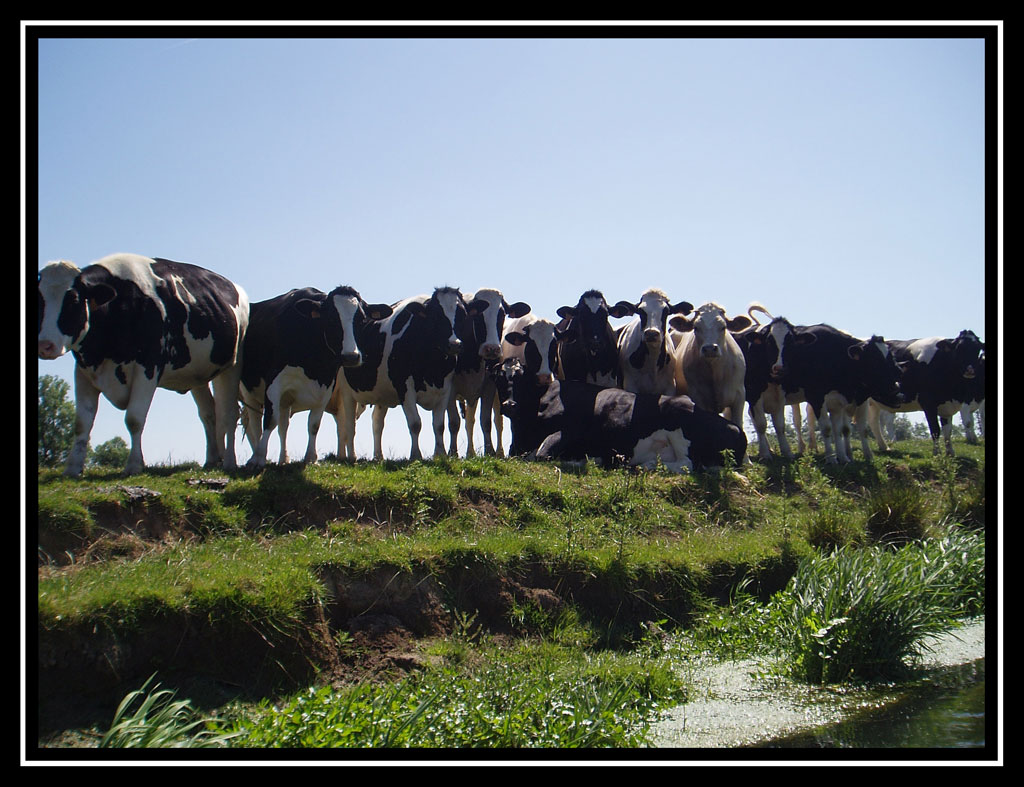 Fonds d'cran Animaux Vaches - Taureaux - Boeufs Les Vaches