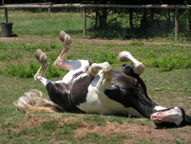 Fonds d'cran Animaux Chevaux pinto