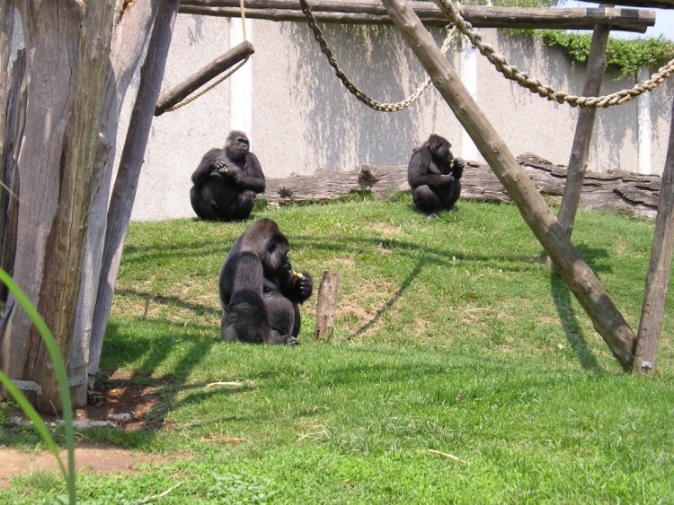 Fonds d'cran Animaux Singes ZOO DE ST MARTIN LA PLAINE  LOIRE