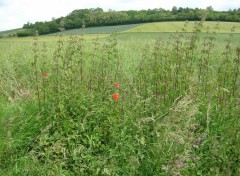 Fonds d'cran Nature Champs