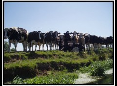 Wallpapers Animals Les Vaches