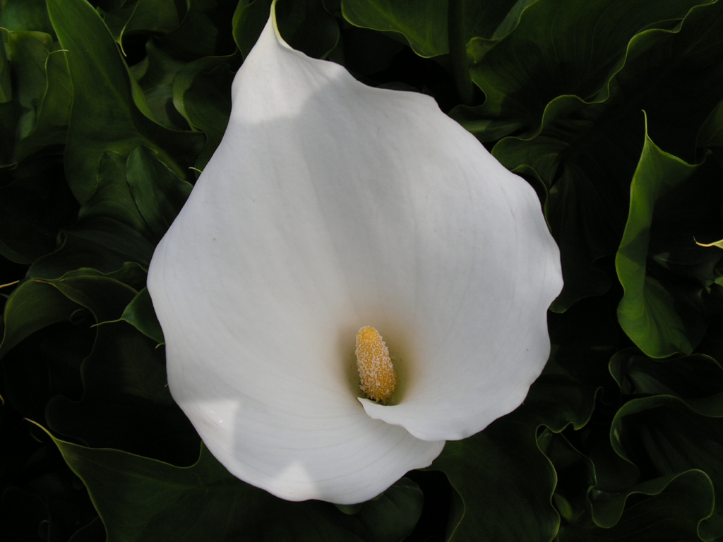 Fonds d'cran Nature Fleurs Fleur blanche