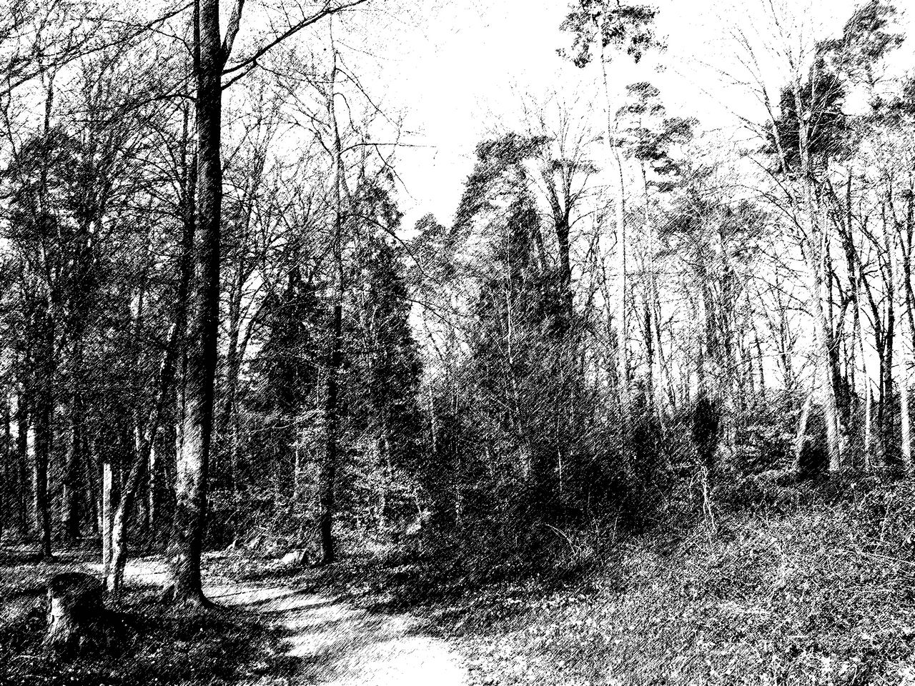 Fonds d'cran Nature Arbres - Forts Foret ancienne