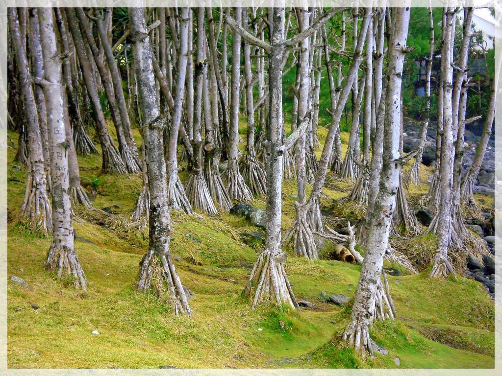 Fonds d'cran Nature Plantes - Arbustes FORET DE VACOAS