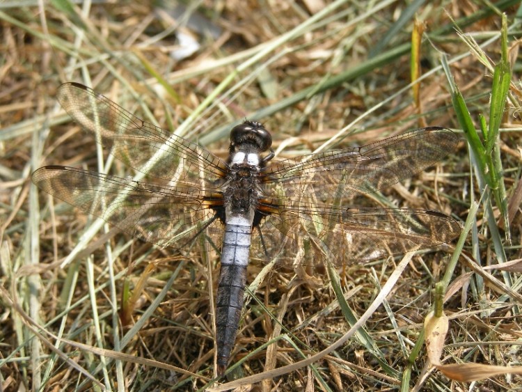 Fonds d'cran Animaux Insectes - Libellules libellule