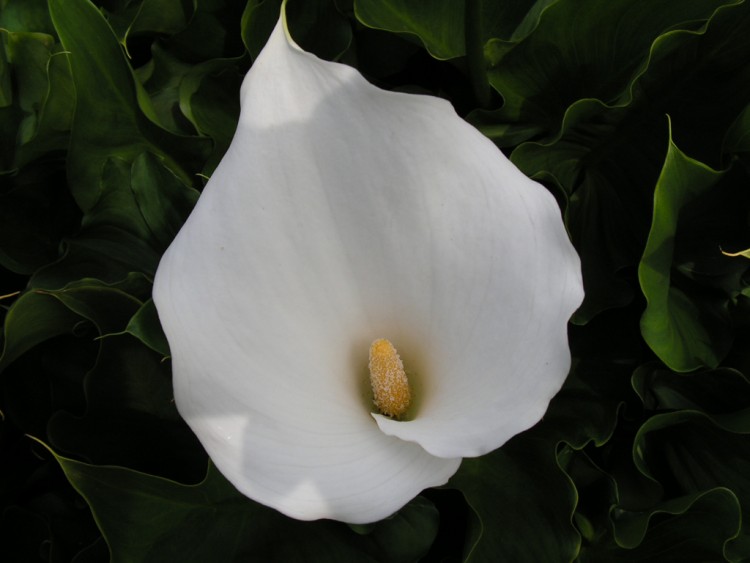 Fonds d'cran Nature Fleurs Fleur blanche