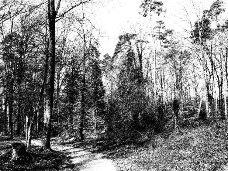 Fonds d'cran Nature Arbres - Forts Foret ancienne