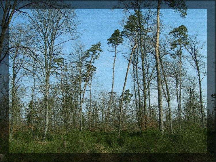 Fonds d'cran Nature Arbres - Forts Foret