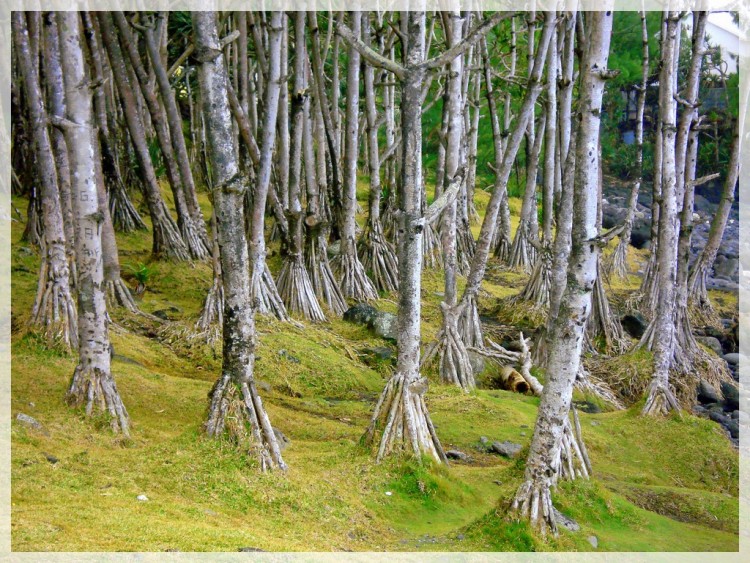 Fonds d'cran Nature Plantes - Arbustes FORET DE VACOAS