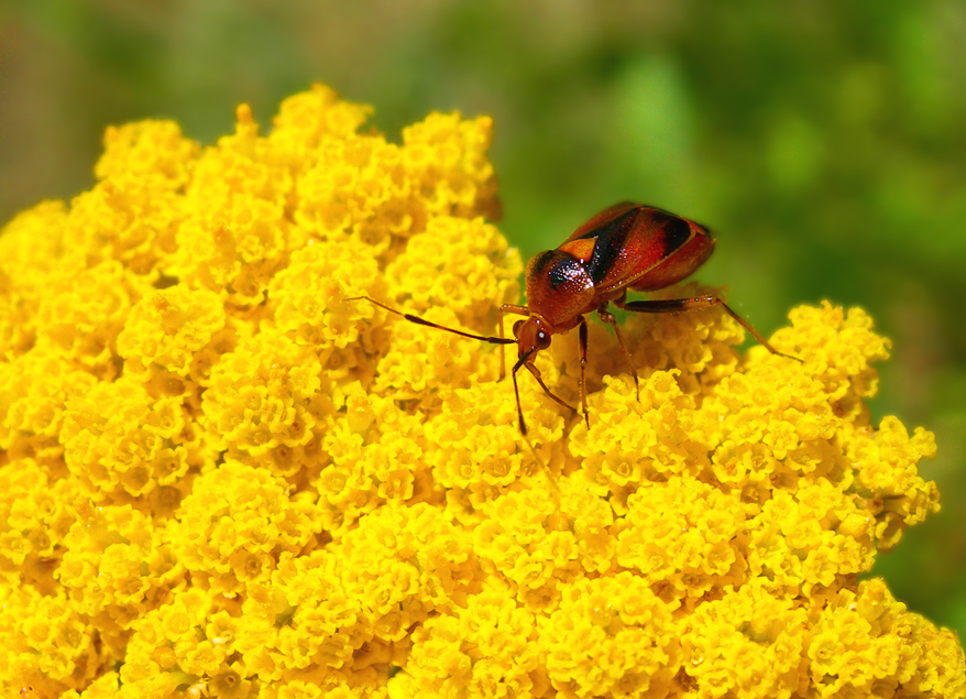 Fonds d'cran Animaux Insectes - Divers 