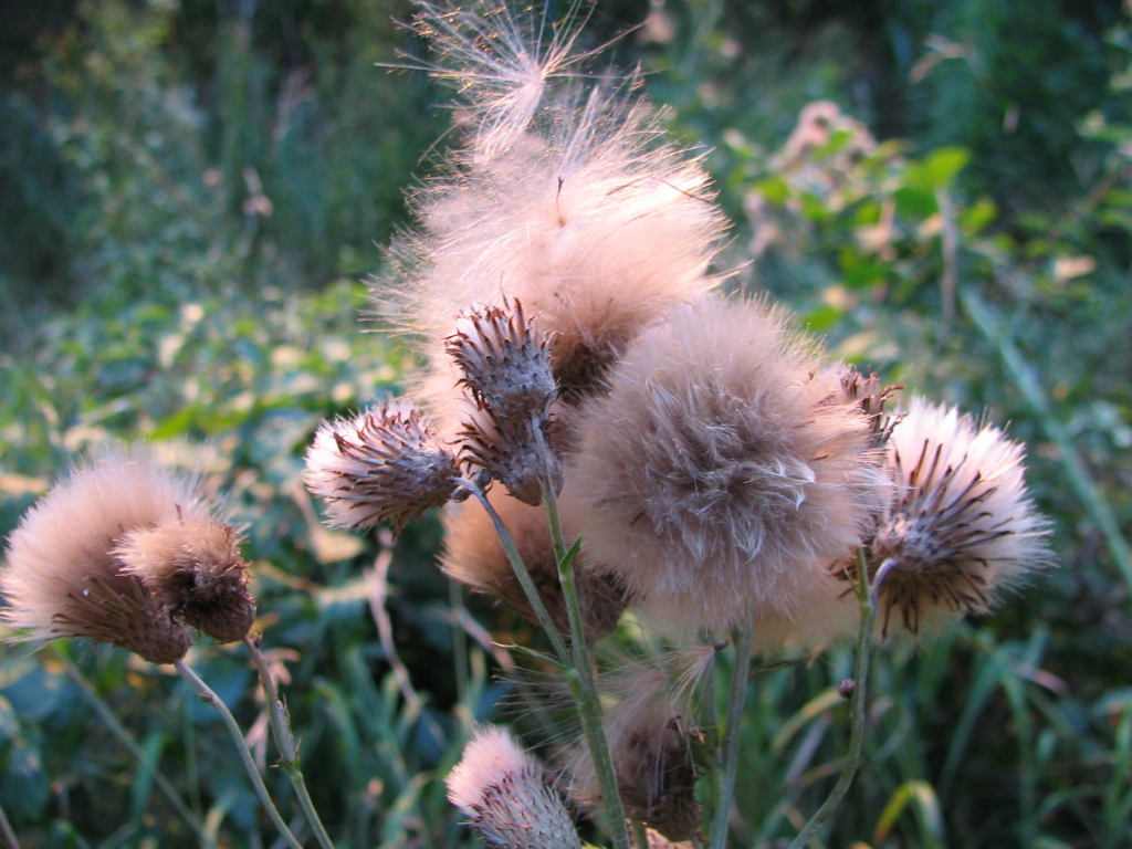 Fonds d'cran Nature Fleurs LORS D UNE RANDONNEE