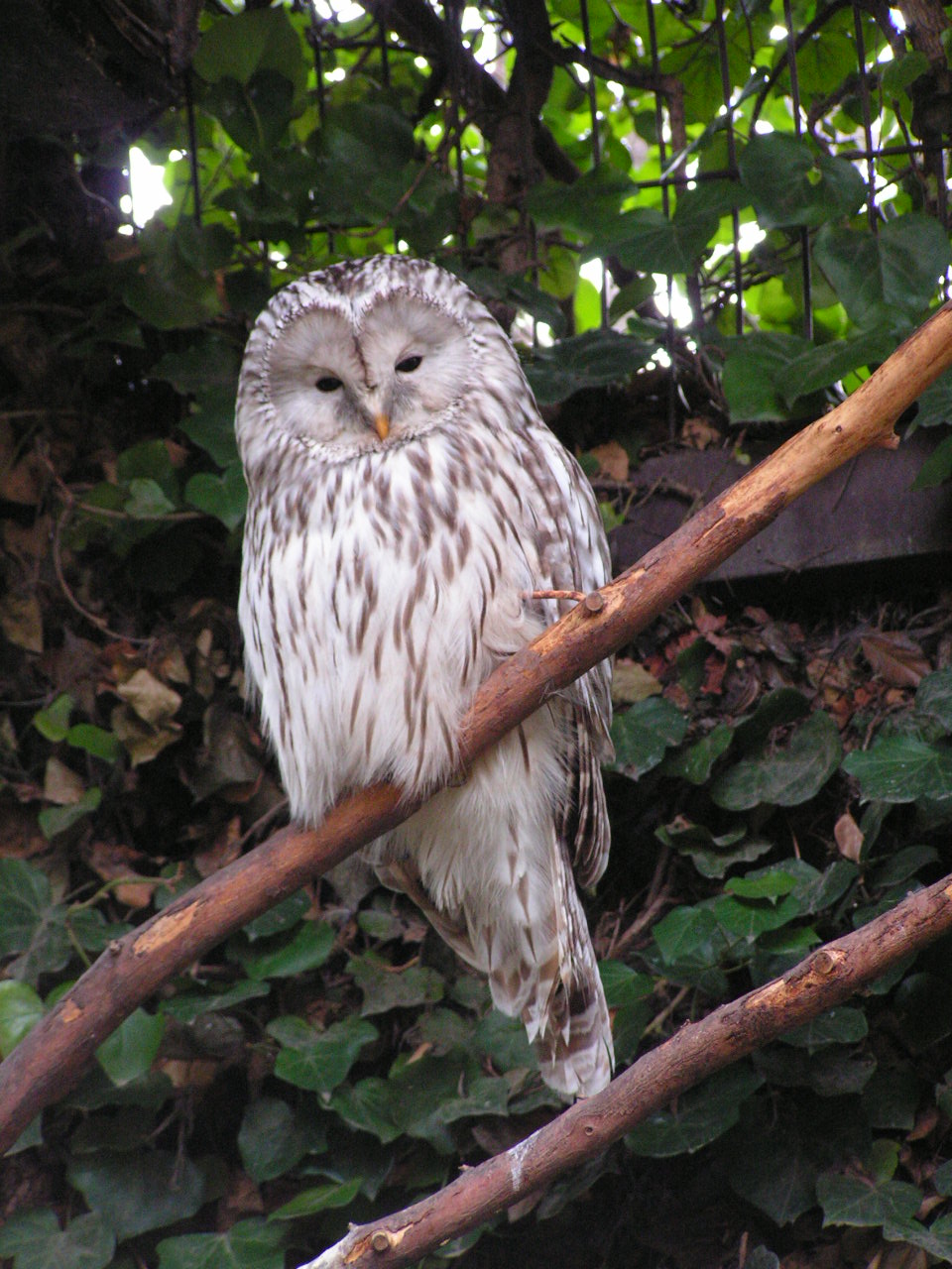 Fonds d'cran Animaux Oiseaux - Rapaces divers chouette