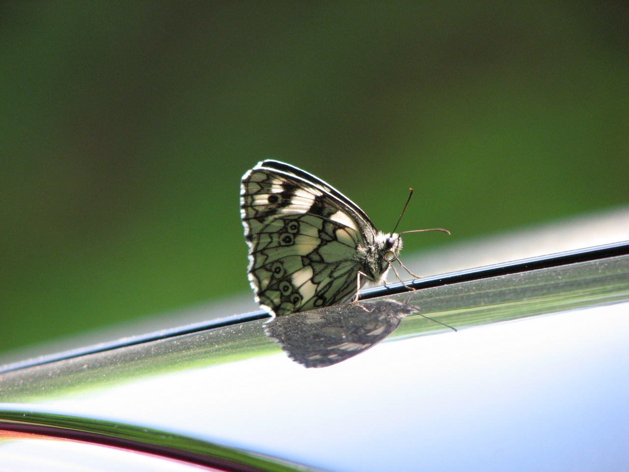 Fonds d'cran Animaux Insectes - Papillons 