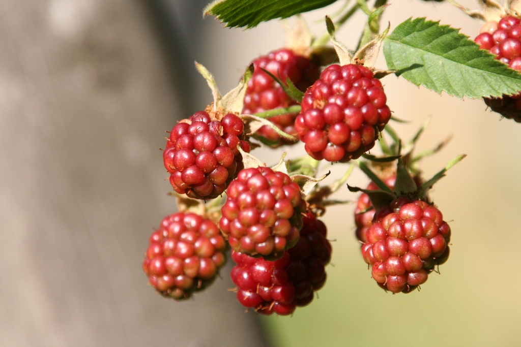 Fonds d'cran Nature Fruits Mures