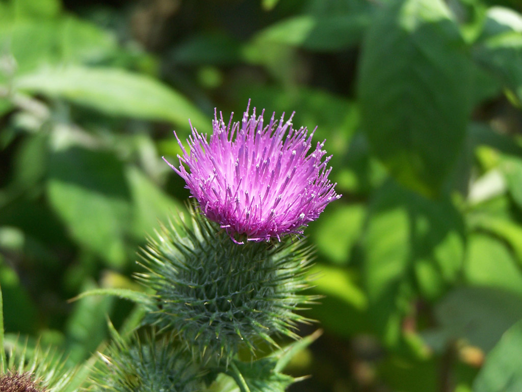 Wallpapers Nature Flowers srie de fleurs