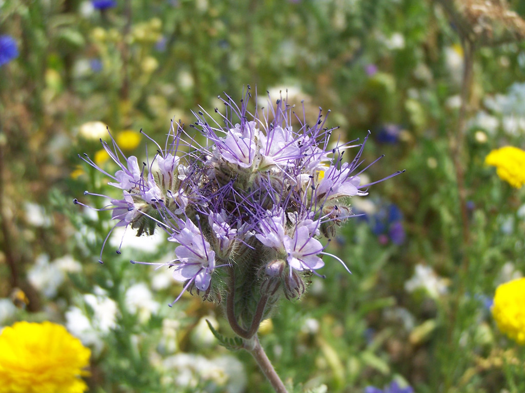 Wallpapers Nature Flowers fleur