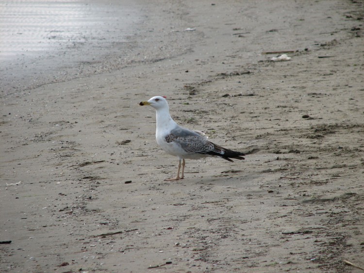 Fonds d'cran Animaux Oiseaux - Mouettes et Golands Mouette ...