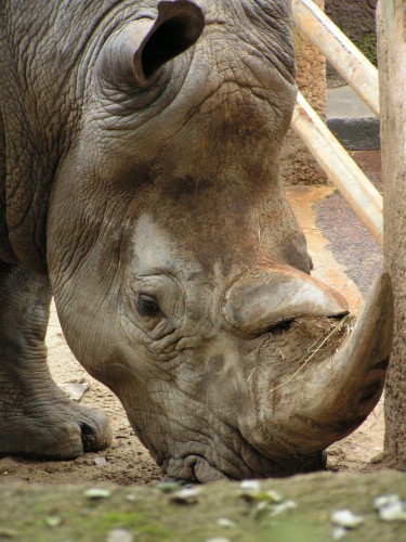 Wallpapers Animals Rhinoceros rhinocros