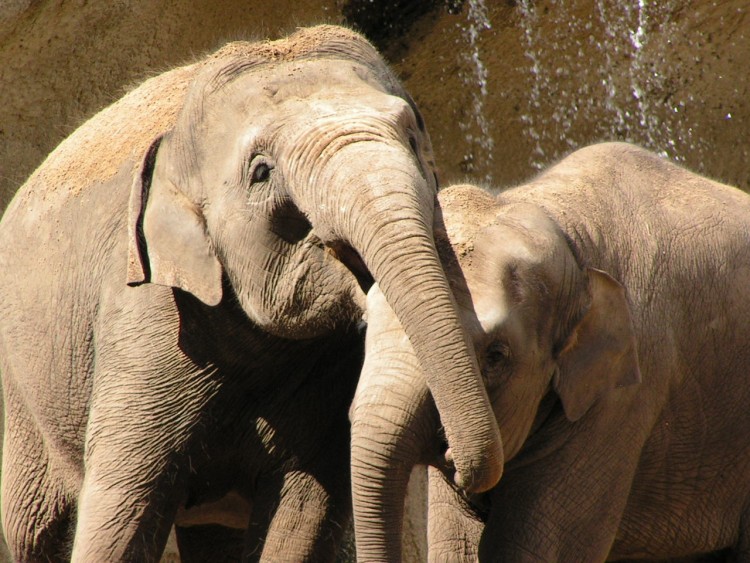 Wallpapers Animals Elephants papa et maman lephants