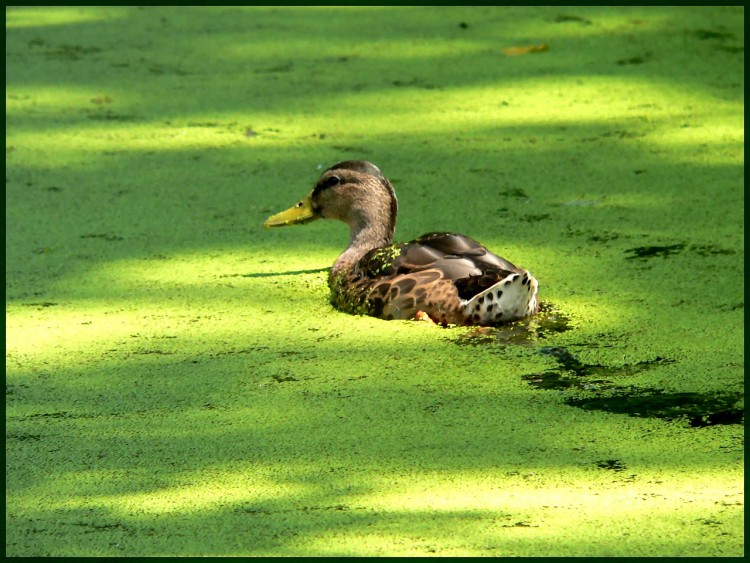 Wallpapers Animals Birds - Ducks Canard