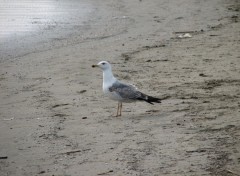 Fonds d'cran Animaux Mouette ...