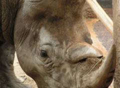 Fonds d'cran Animaux rhinocros