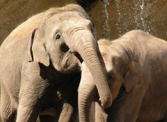 Fonds d'cran Animaux papa et maman lephants