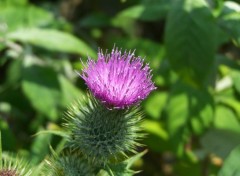 Fonds d'cran Nature srie de fleurs