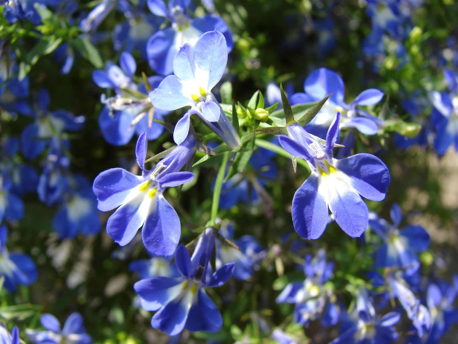 Fonds d'cran Nature Fleurs Le bleu du Sud-Ouest