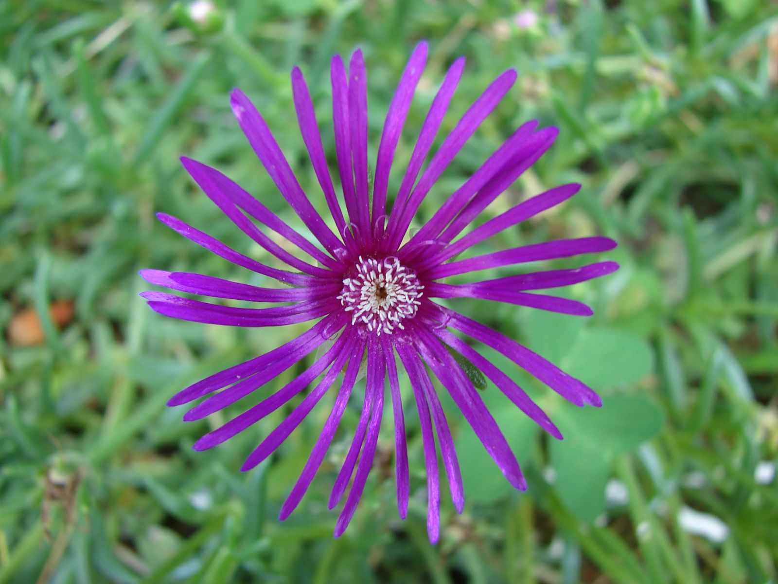 Fonds d'cran Nature Fleurs Fleur 