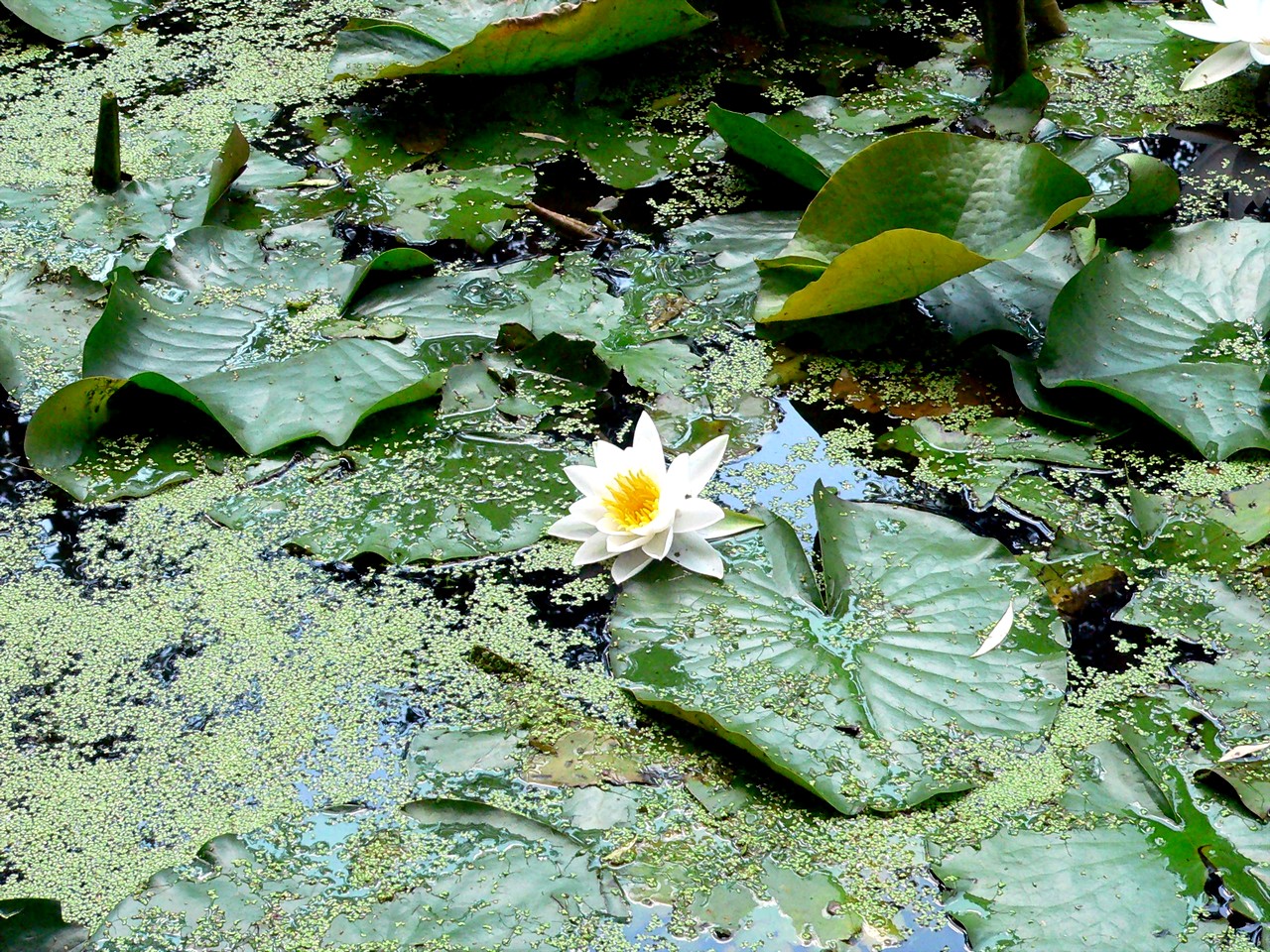 Fonds d'cran Nature Fleurs Nymphea