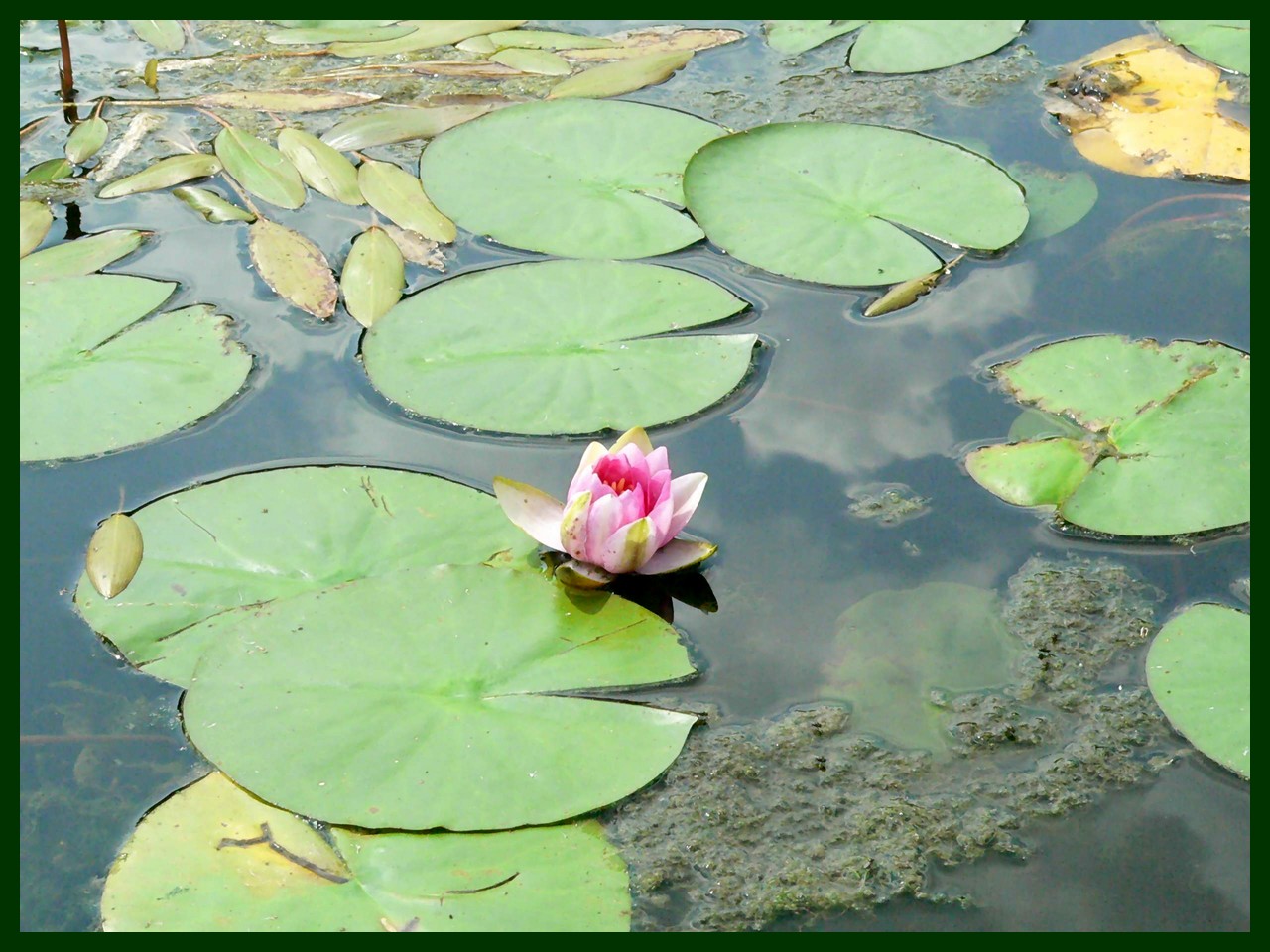 Fonds d'cran Nature Fleurs Nymphea