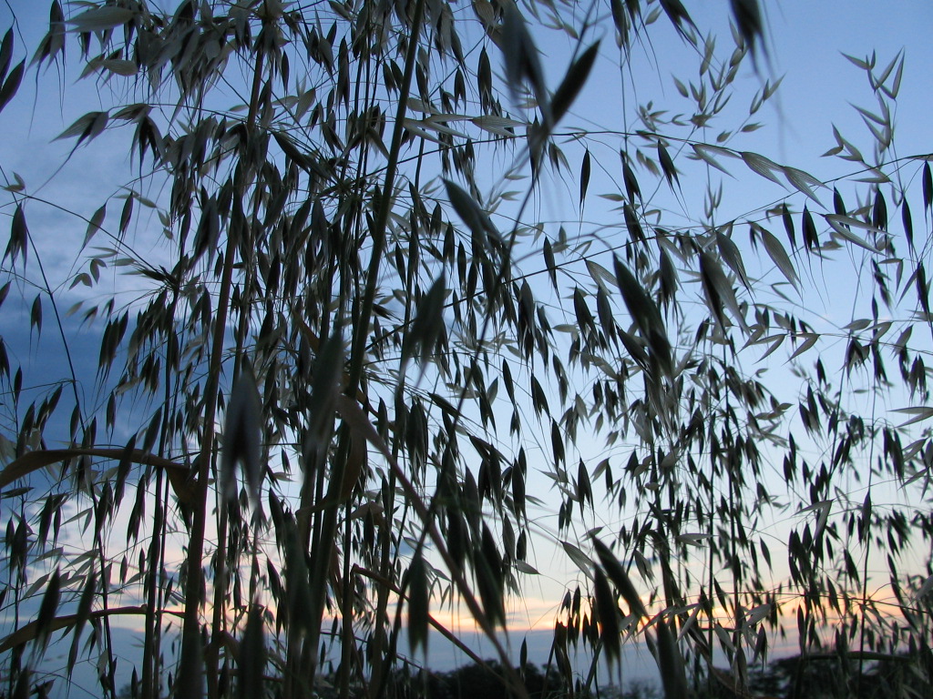 Fonds d'cran Nature Champs - Prairies LORS D UNE RANDONNEE