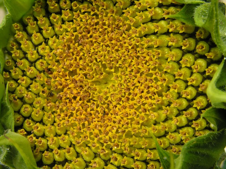 Fonds d'cran Nature Fleurs Tournesol