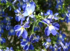 Fonds d'cran Nature Le bleu du Sud-Ouest