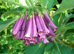 Fonds d'cran Nature Clochettes mauves