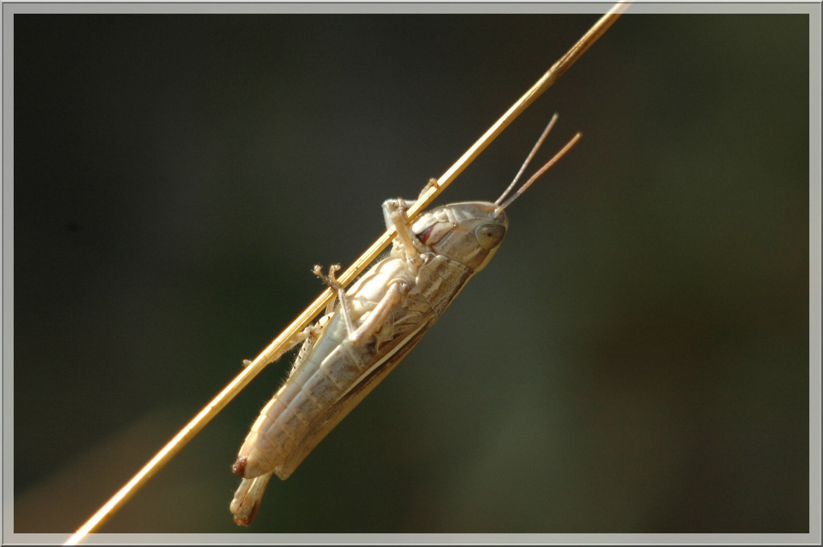 Wallpapers Animals Insects - Grasshoppers and Locusts 