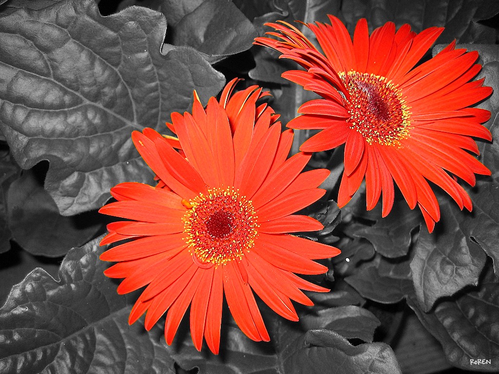 Wallpapers Nature Flowers DUO ROUGE