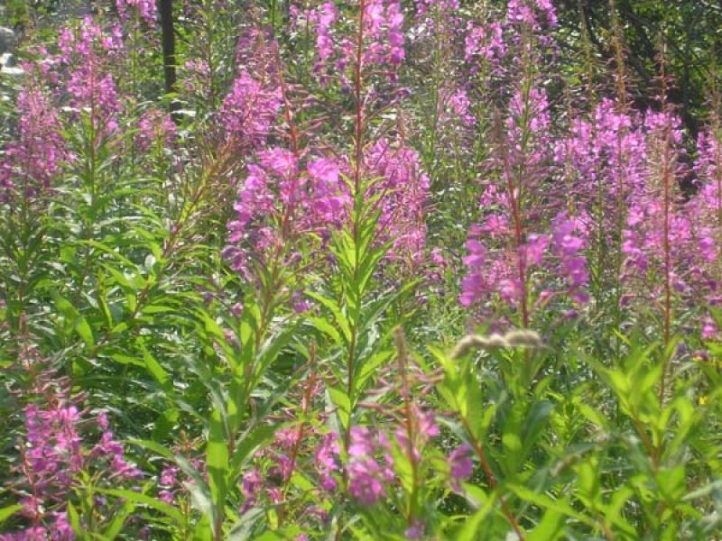 Fonds d'cran Nature Fleurs 