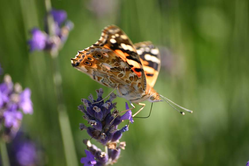 Fonds d'cran Animaux Insectes - Papillons BELLE-DAME