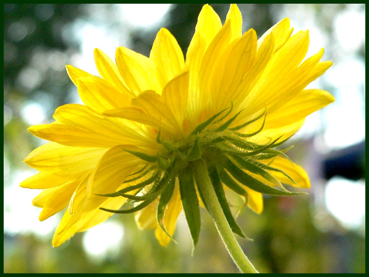 Fonds d'cran Nature Fleurs 